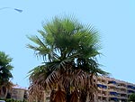 palm