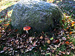 rood met witte stippen