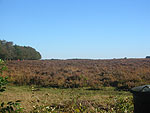 de vuilnisbak