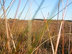 gras is cool