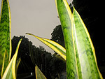 sanseveria