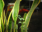 sanseveria