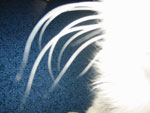de snorharen van Tonto de kater