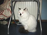 tonto de kater