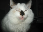 Tonto de snuggere  kater