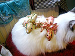 Glimmie & Glammie op Tonto