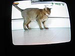 poes tv