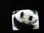 panda tv