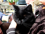 de "geitenboerderijpoes"  & Colien