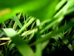 gras, een van Odins favoriete onderwerpen