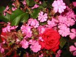 bloemen ...zijn mooi